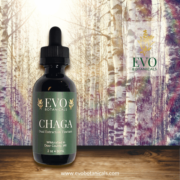Chaga Tincture, wild foraged and dual extracted - Image 2
